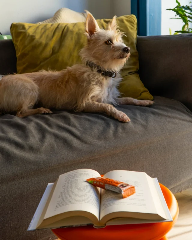 Podes fingir que não olhas mas sabemos que ficaste cão fome. 🐶

Feliz Dia Mundial do Cão aos nossos amigos patudos!